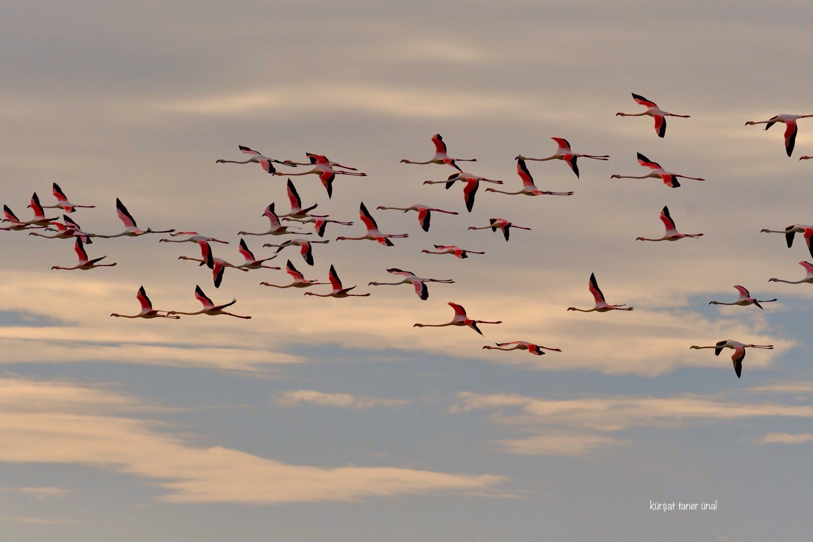 Flamingo