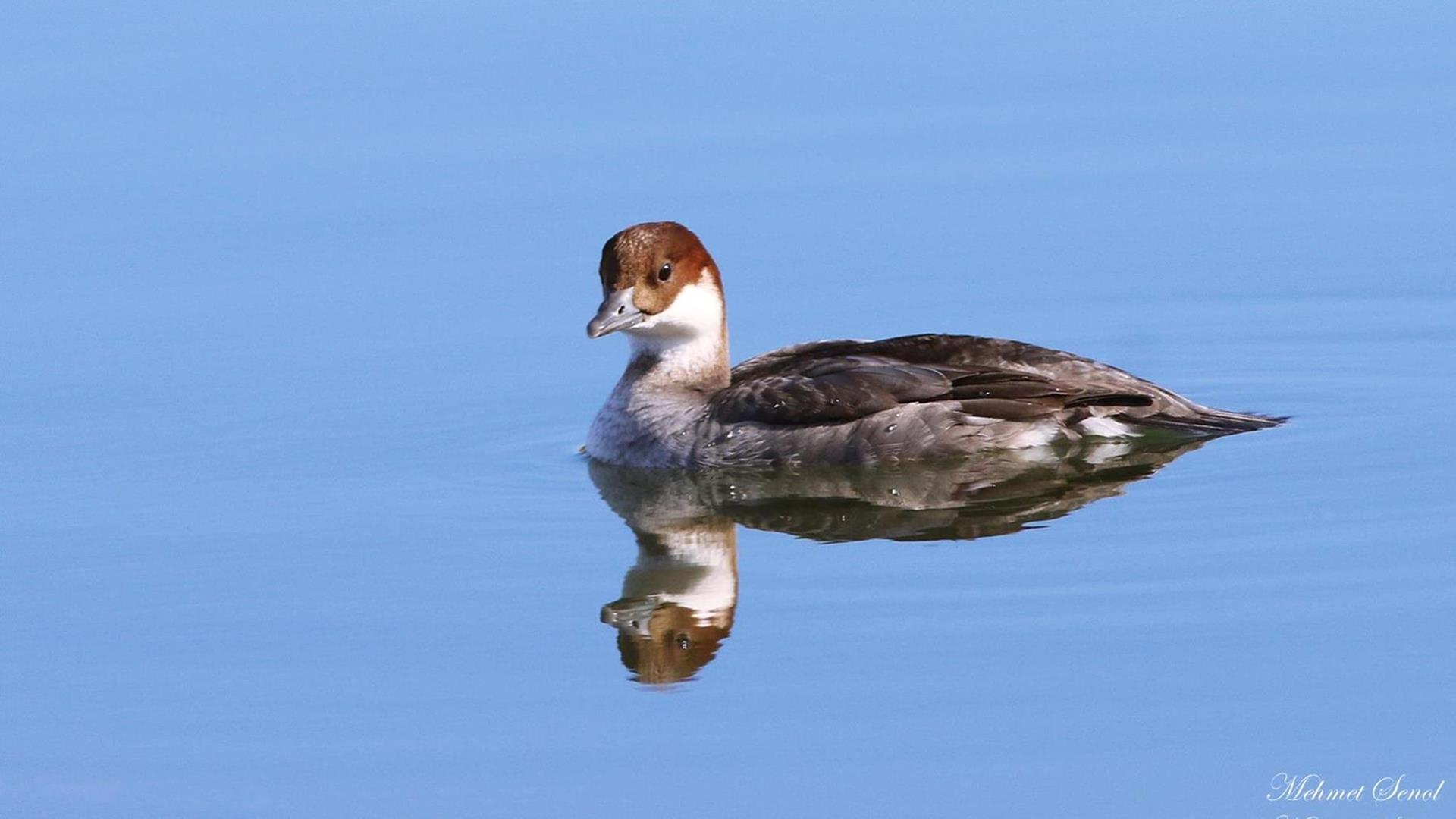 Sütlabi » Smew » Mergellus albellus