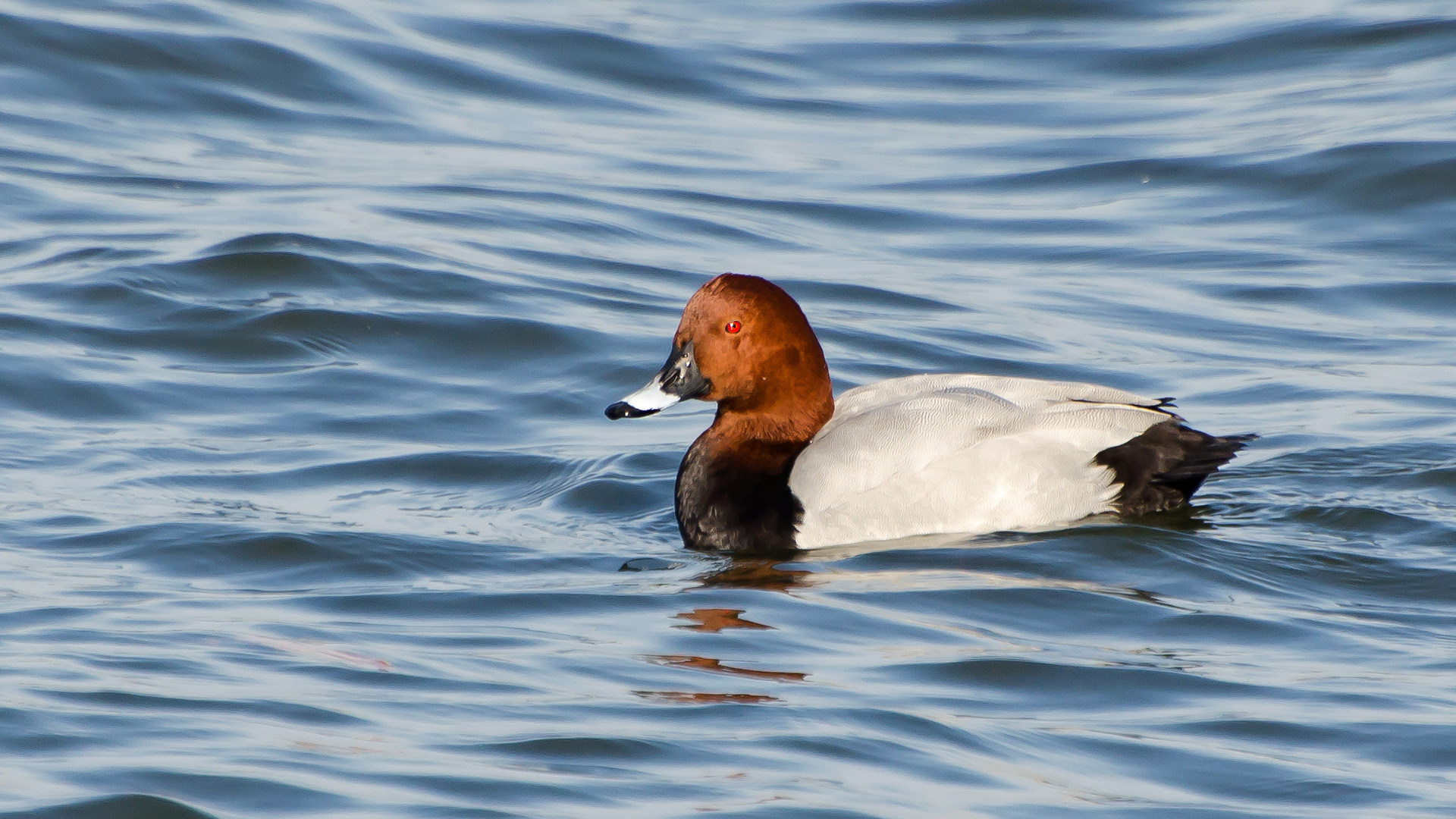 Elmabaş patka » Common Pochard » Aythya ferina