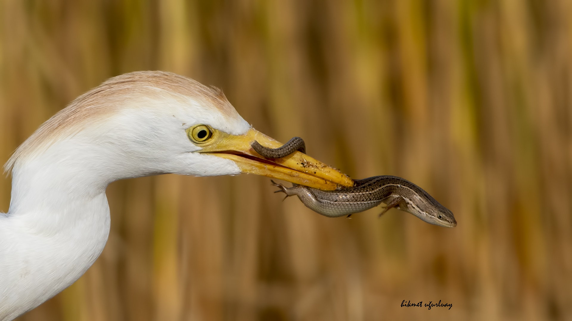 Sığır balıkçılı » Western Cattle Egret » Bubulcus ibis