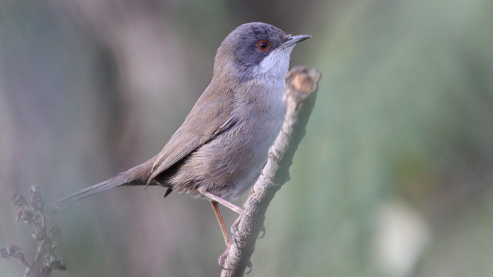 Maskeli ötleğen » Sardinian Warbler » Sylvia melanocephala