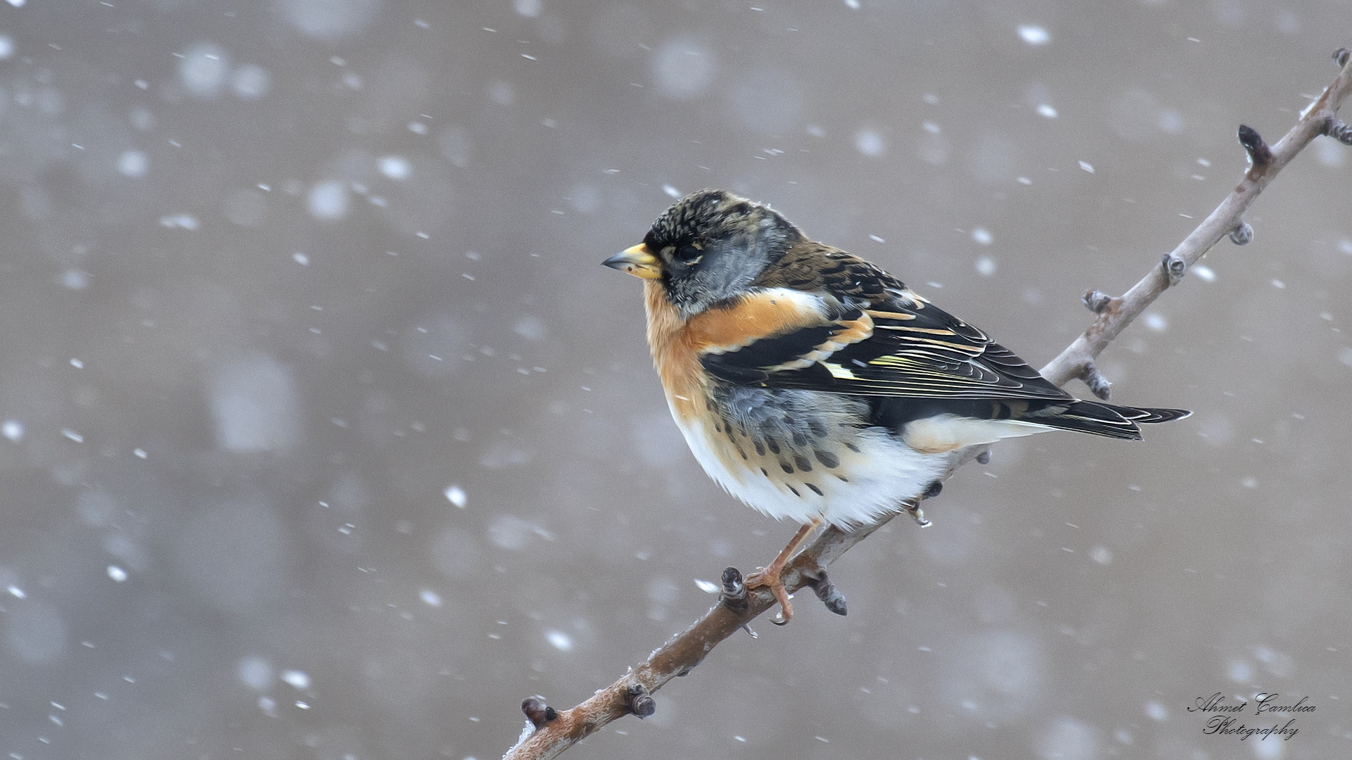 Dağ ispinozu » Brambling » Fringilla montifringilla