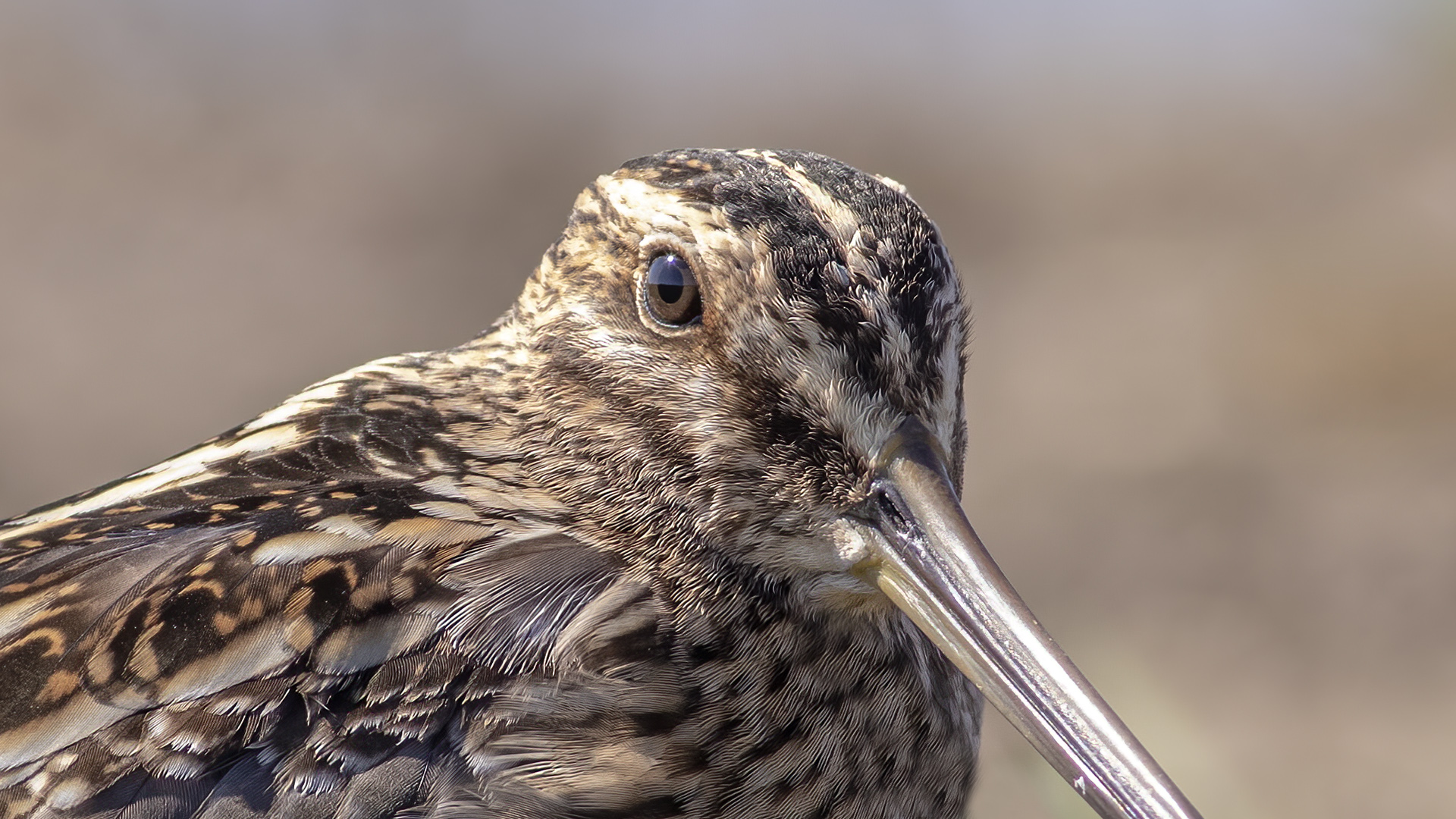 Suçulluğu » Common Snipe » Gallinago gallinago