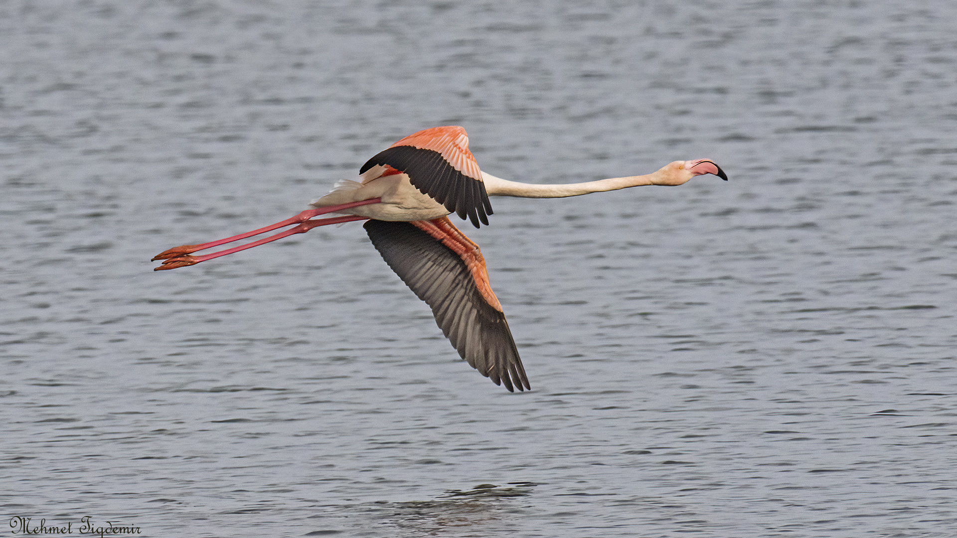 Flamingo