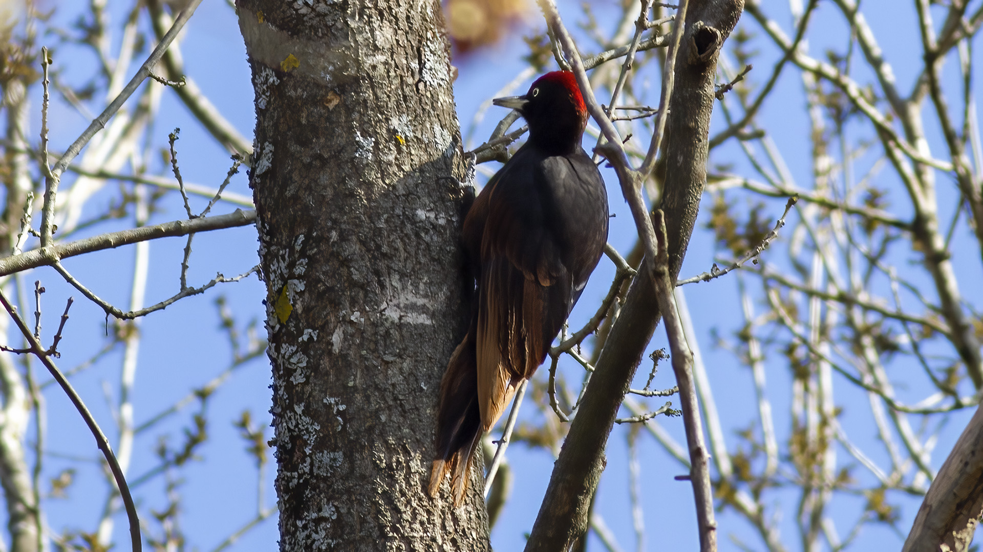 Kara ağaçkakan » Black Woodpecker » Dryocopus martius