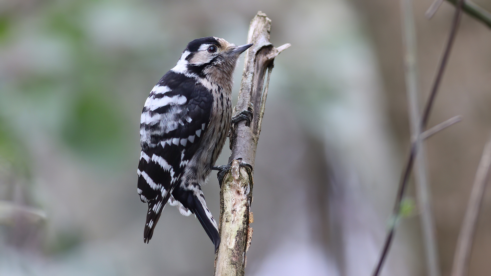 Küçük ağaçkakan » Lesser Spotted Woodpecker » Dryobates minor