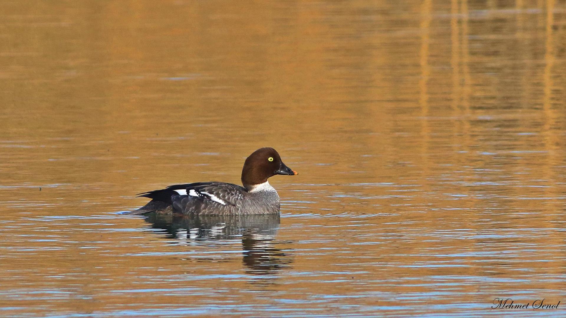 Altıngöz » Common Goldeneye » Bucephala clangula