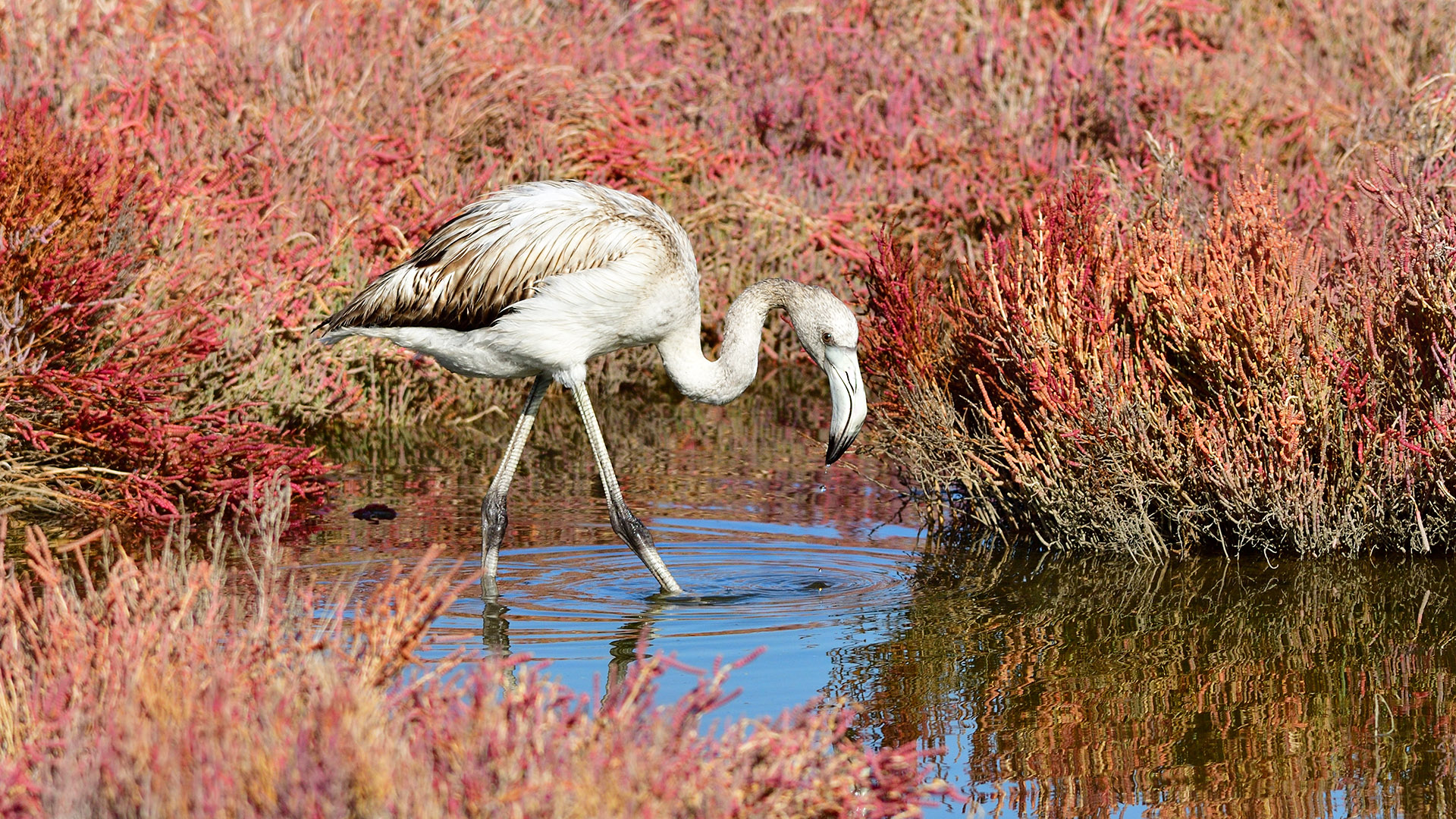 Flamingo