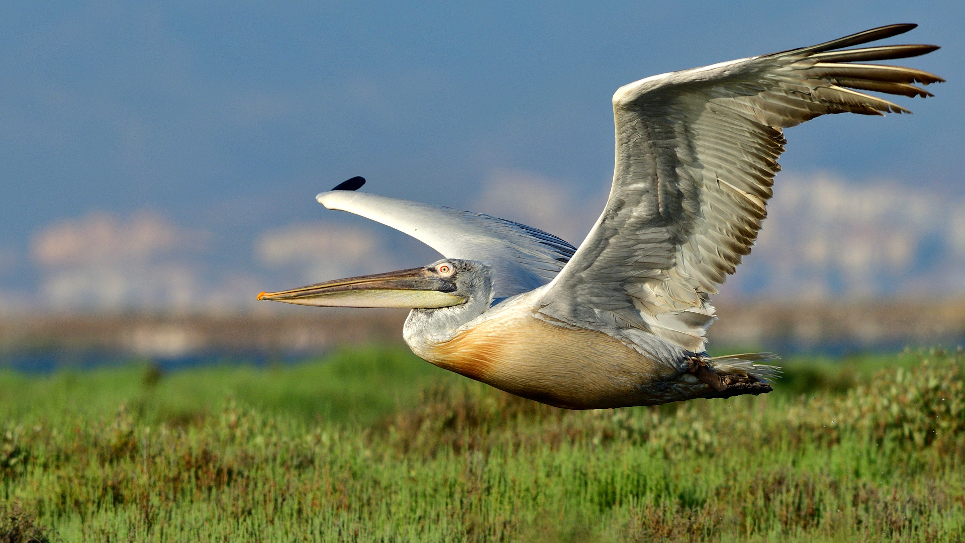 Tepeli pelikan » Dalmatian Pelican » Pelecanus crispus