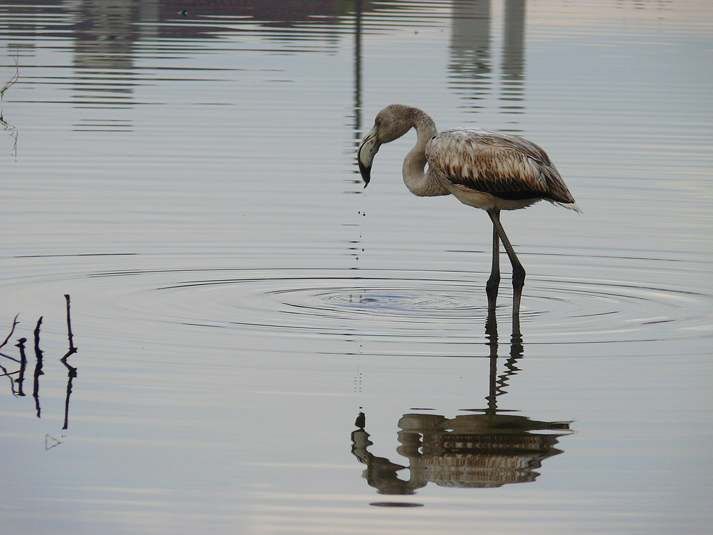 Flamingo