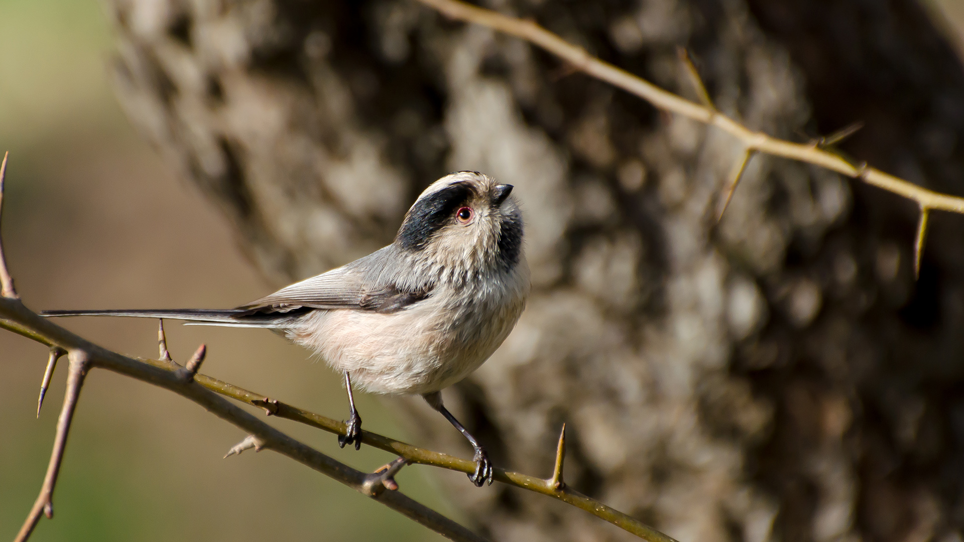 Uzunkuyruklu baştankara » Long-tailed Tit » Aegithalos caudatus