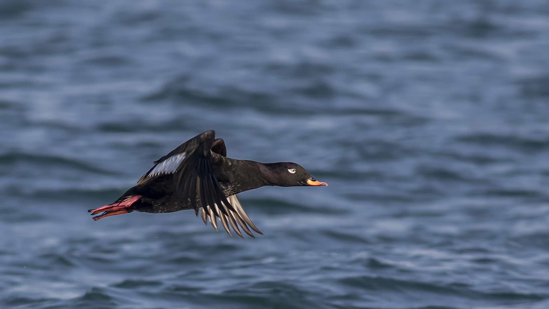 Kadife ördek » Velvet Scoter » Melanitta fusca