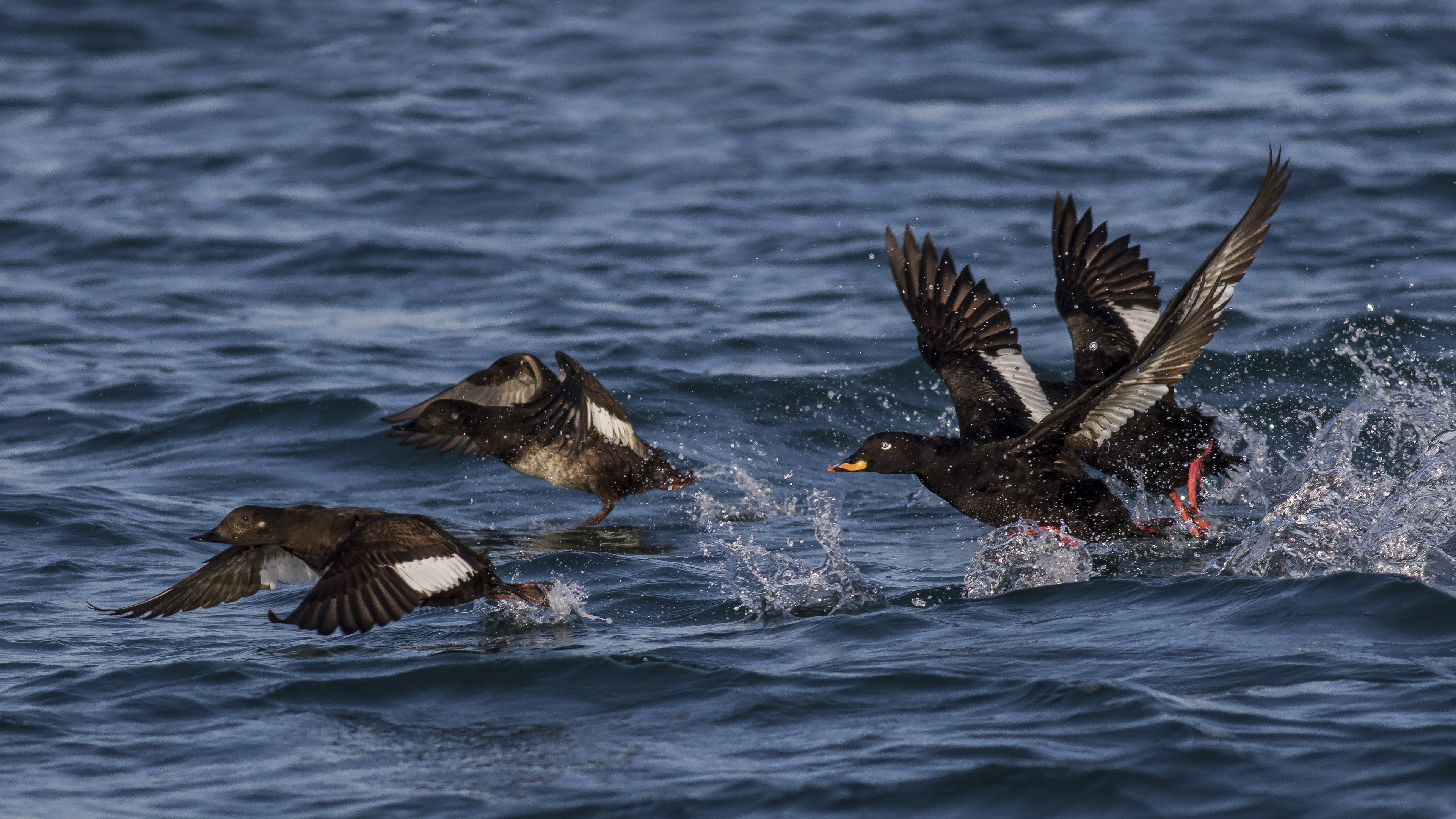 Kadife ördek » Velvet Scoter » Melanitta fusca