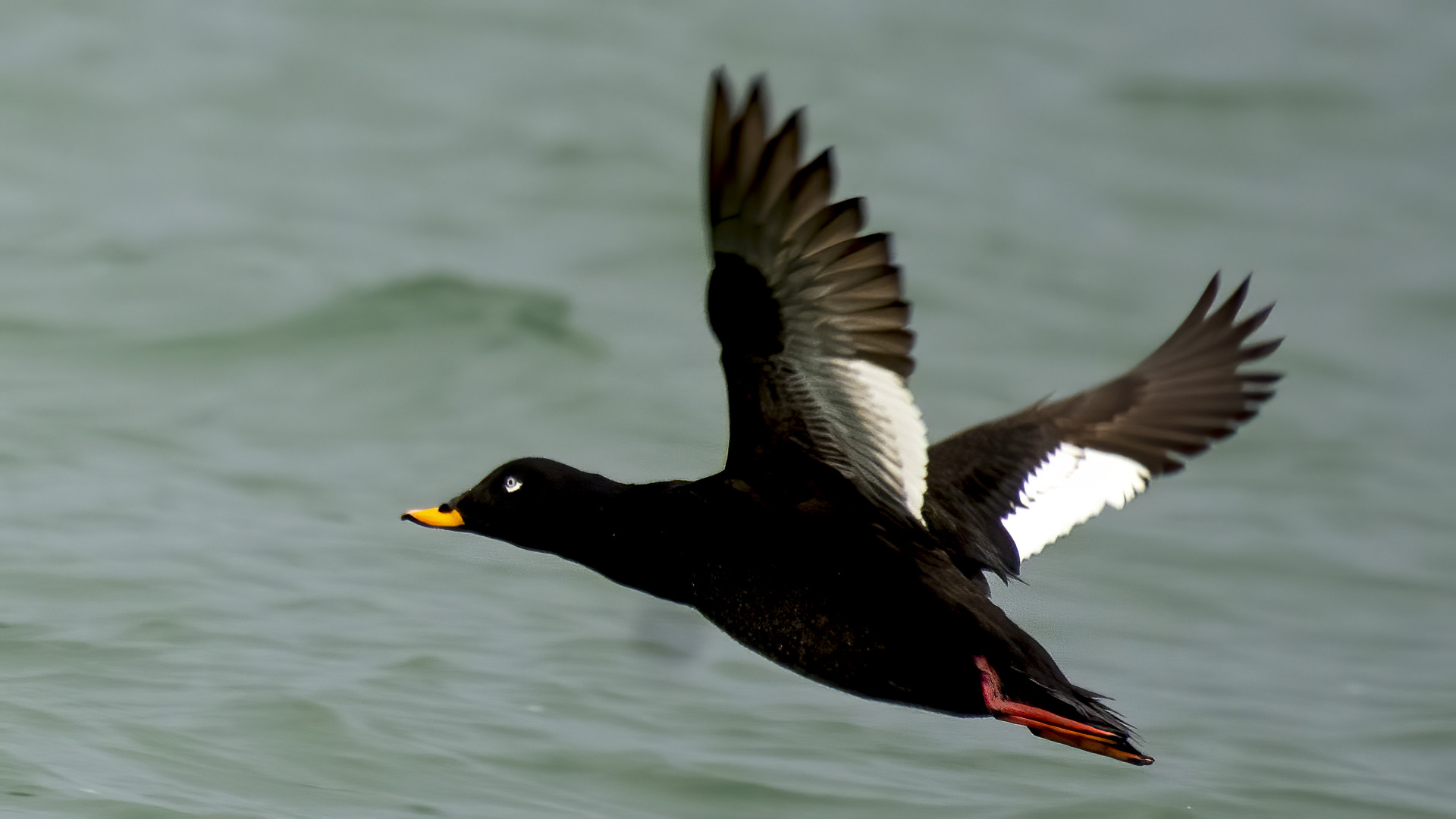 Kadife ördek » Velvet Scoter » Melanitta fusca