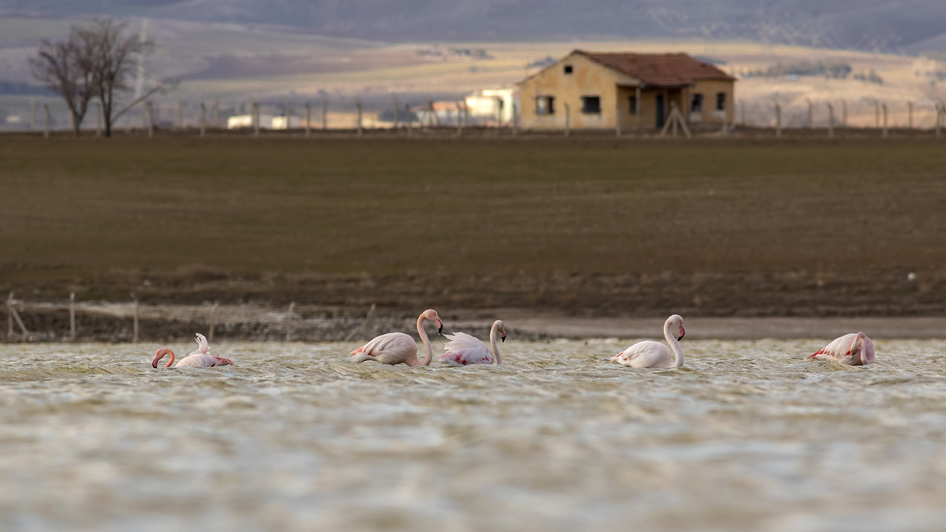 Flamingo