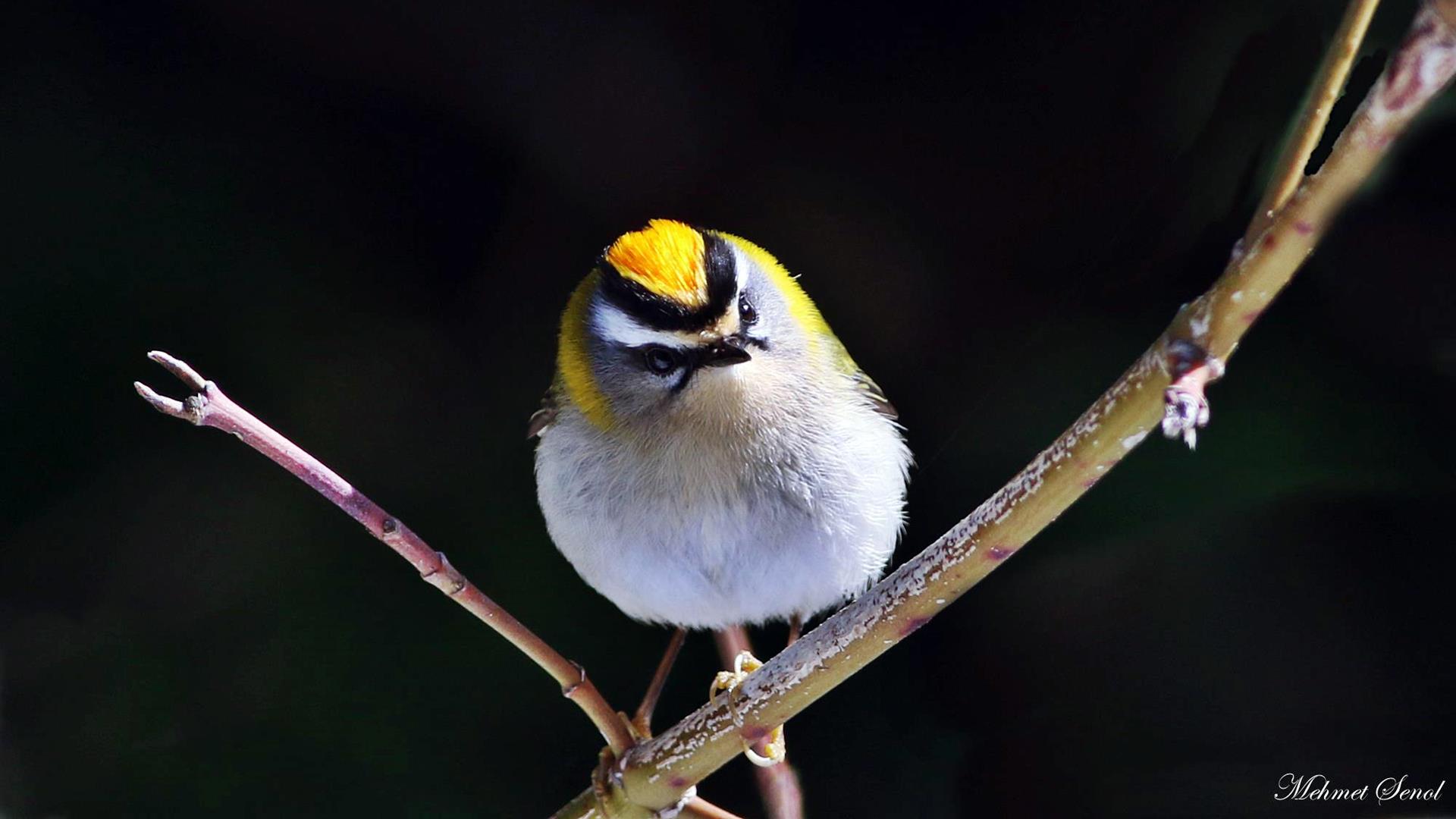 Sürmeli çalıkuşu » Common Firecrest » Regulus ignicapilla