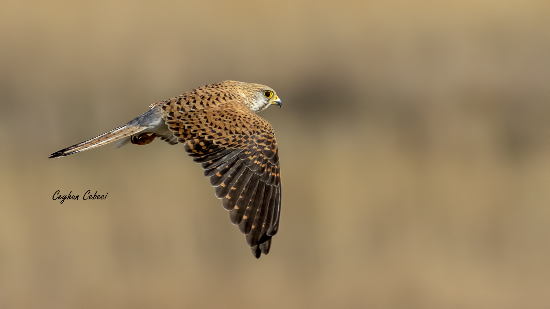 Kerkenez » Common Kestrel » Falco tinnunculus