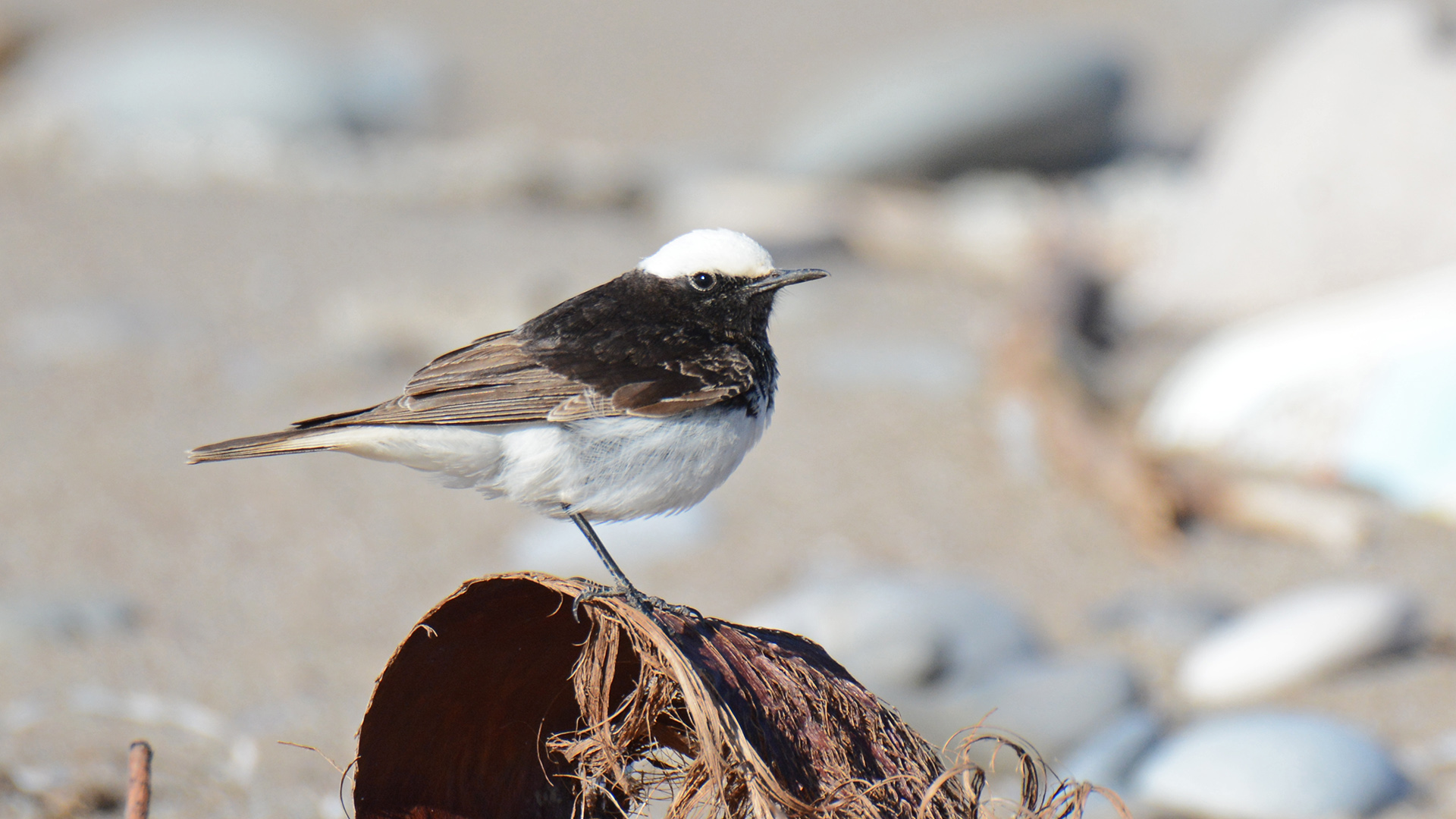 Keşiş kuyrukkakanı » Hooded Wheatear » Oenanthe monacha