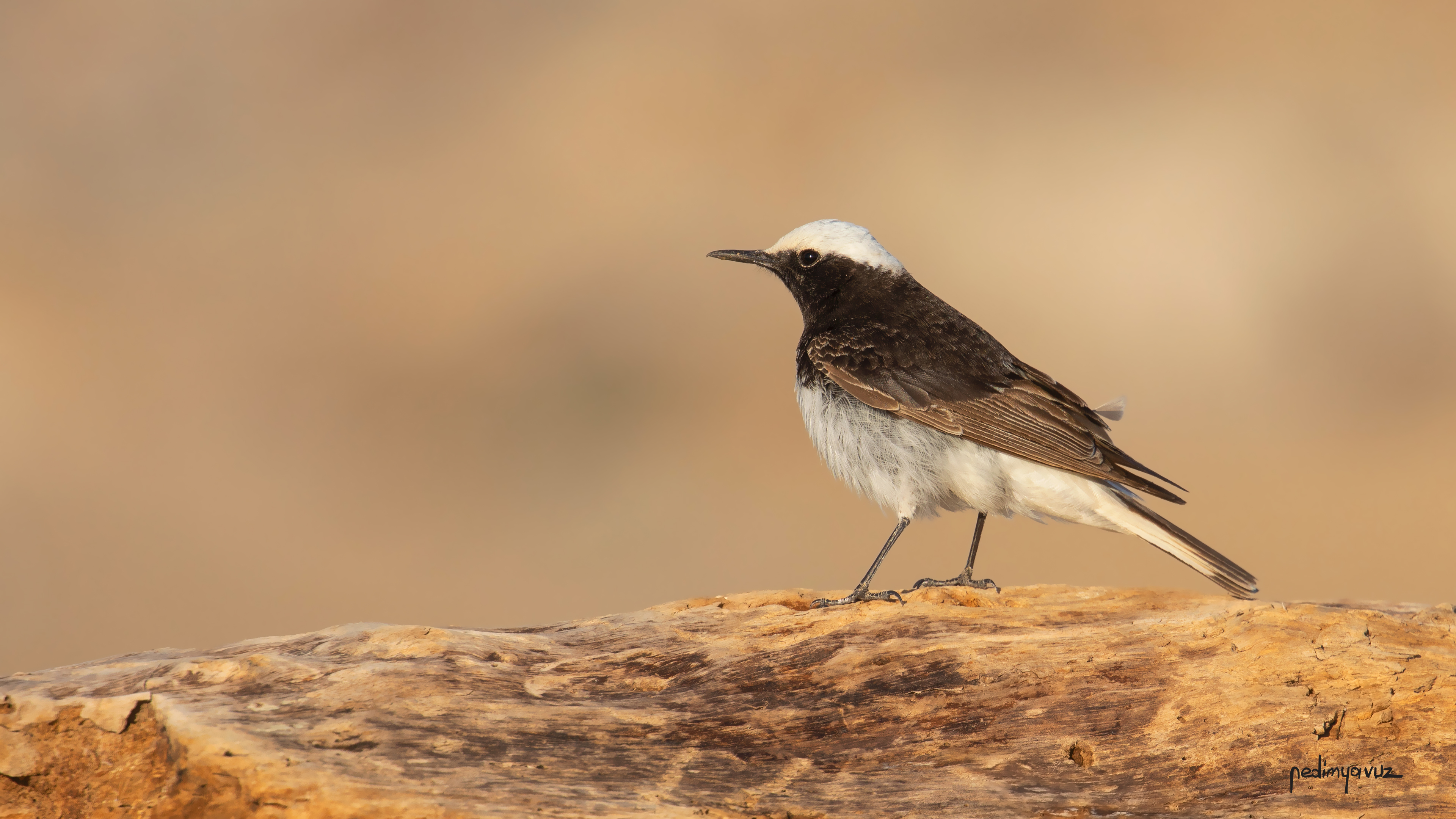 Keşiş kuyrukkakanı » Hooded Wheatear » Oenanthe monacha