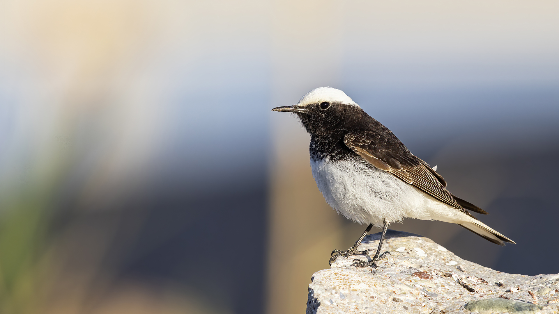 Keşiş kuyrukkakanı » Hooded Wheatear » Oenanthe monacha