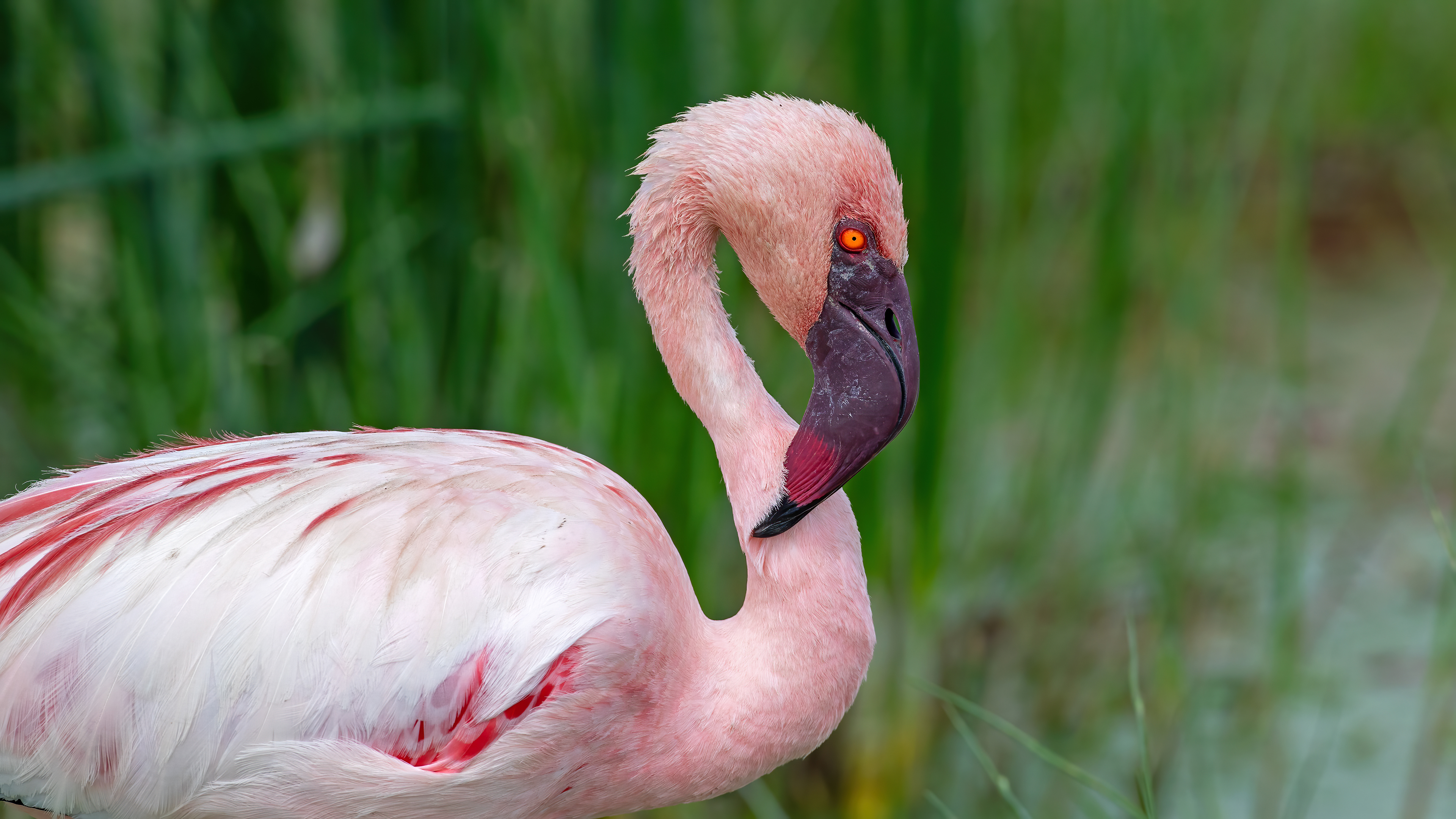 Küçük flamingo