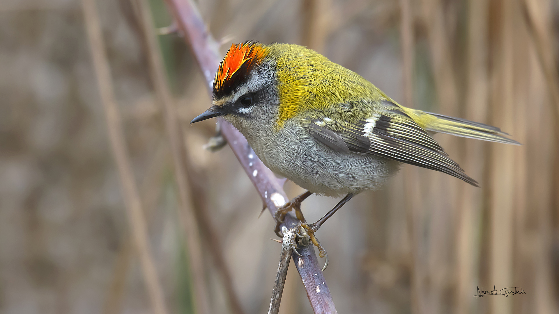 Sürmeli çalıkuşu » Common Firecrest » Regulus ignicapilla