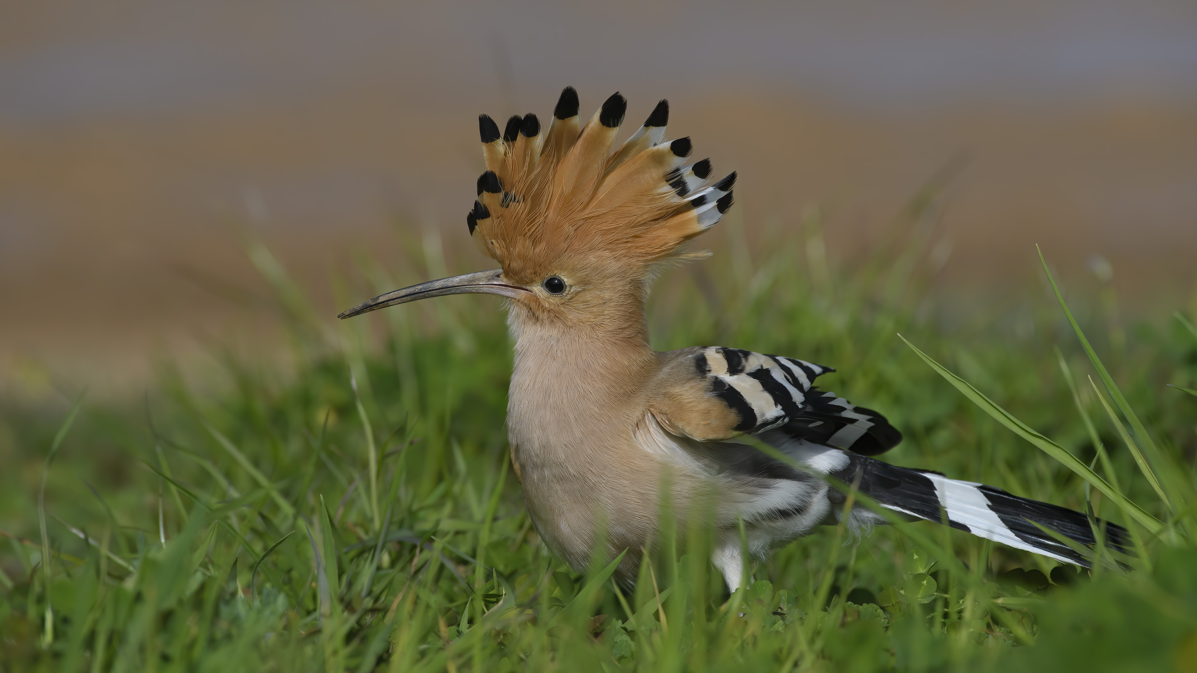 İbibik » Eurasian Hoopoe » Upupa epops