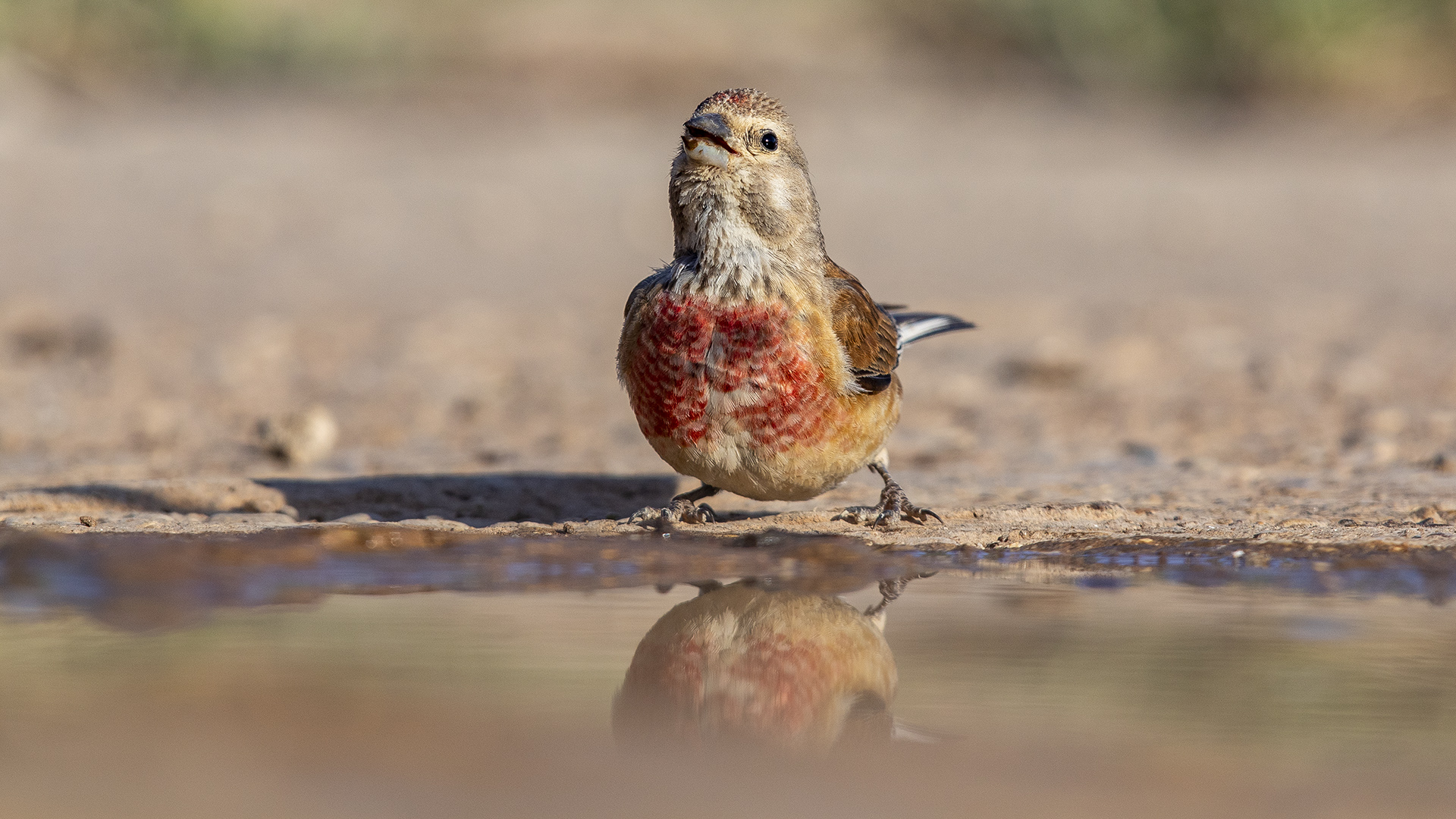 Ketenkuşu » Common Linnet » Linaria cannabina