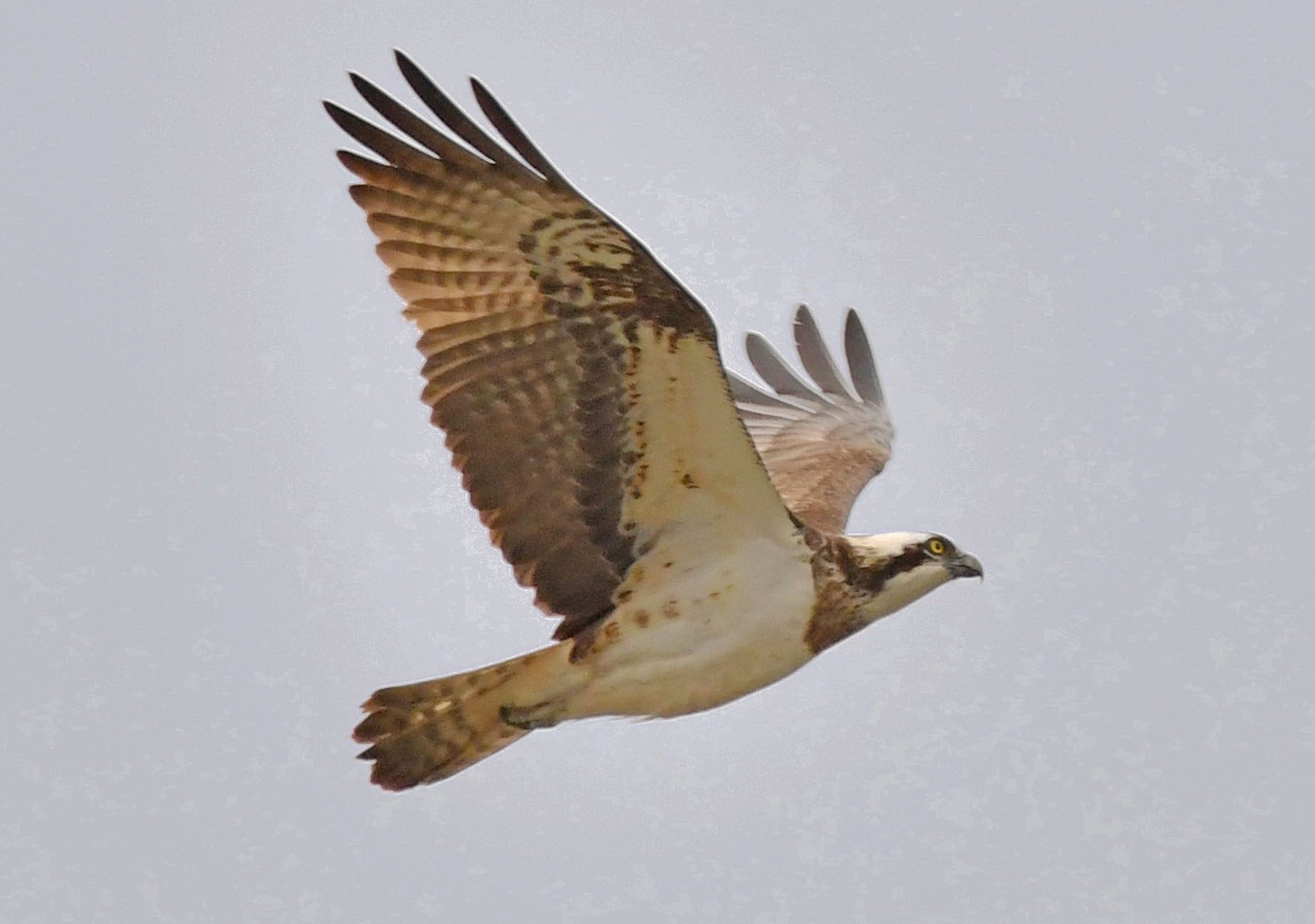 Balık kartalı