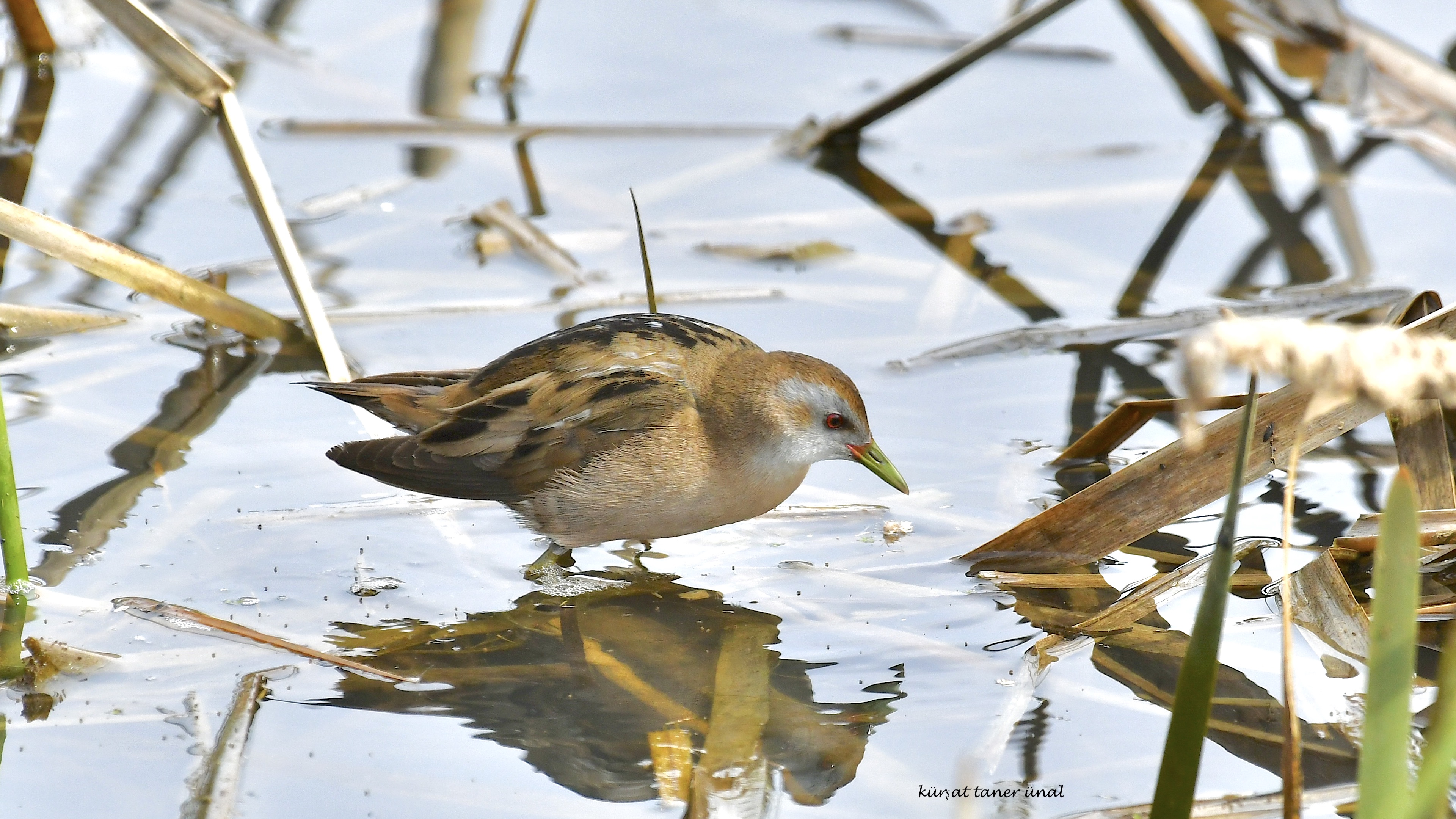 Bataklık suyelvesi » Little Crake » Porzana parva