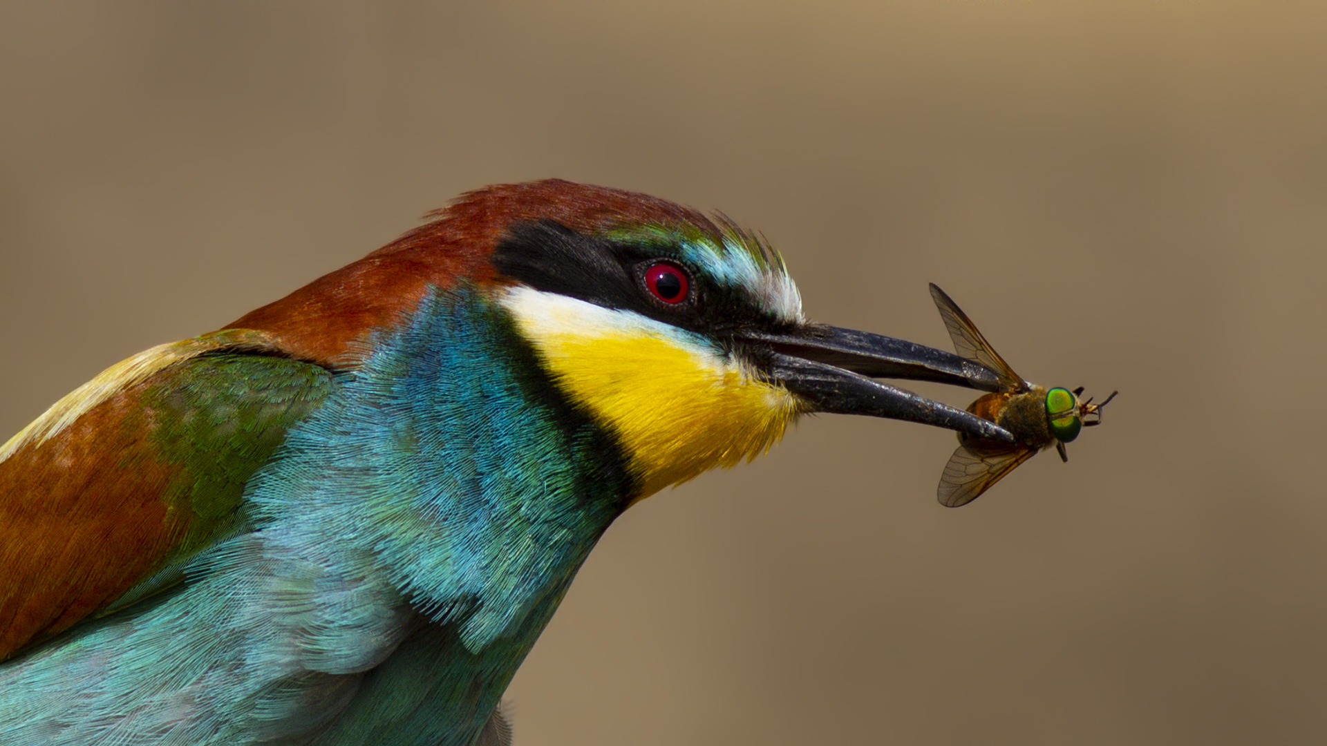 Arıkuşu » European Bee-eater » Merops apiaster