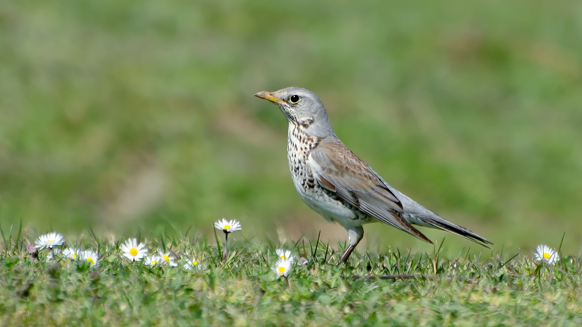 Tarla ardıcı » Fieldfare » Turdus pilaris