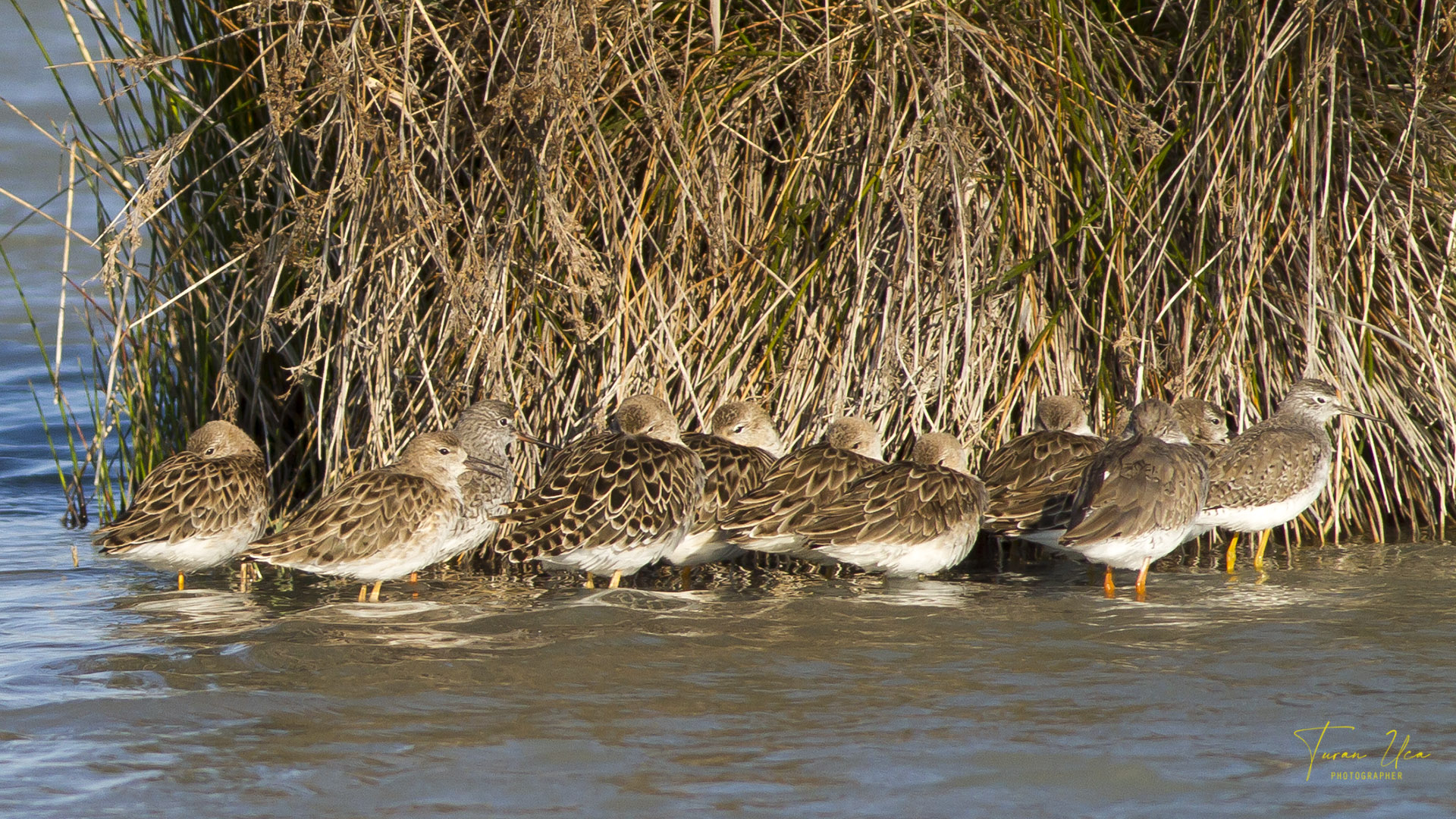 Küçük sarıbacak » Lesser Yellowlegs » Tringa flavipes