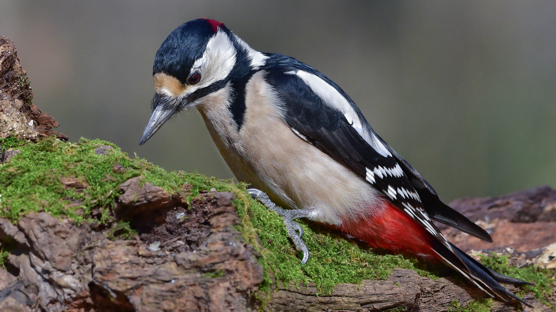 Orman alaca ağaçkakanı » Great Spotted Woodpecker » Dendrocopos major