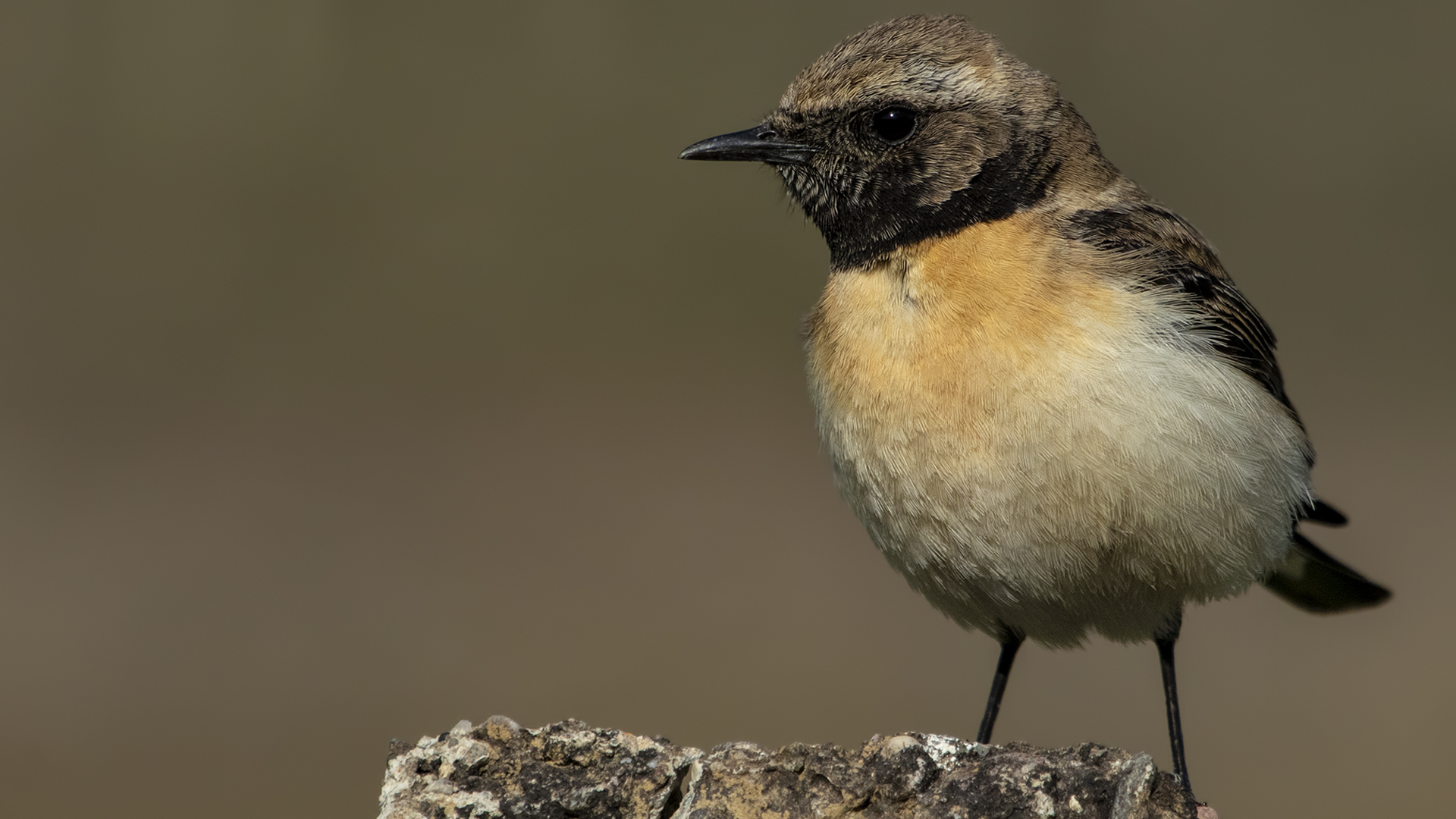 Karakulaklı kuyrukkakan » Black-eared Wheatear » Oenanthe melanoleuca