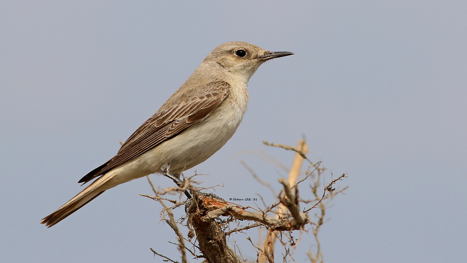 Keşiş kuyrukkakanı » Hooded Wheatear » Oenanthe monacha