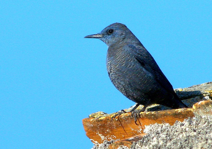 Gökardıç