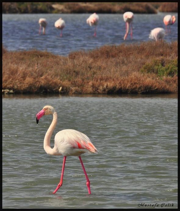 Flamingo