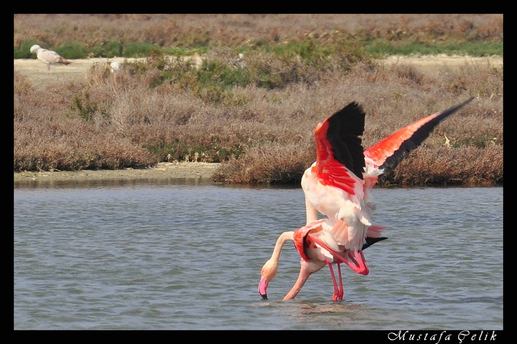 Flamingo