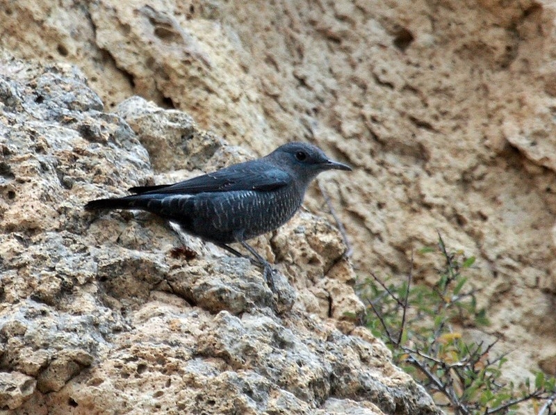 Gökardıç