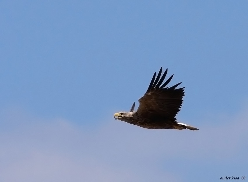 Akkuyruklu kartal