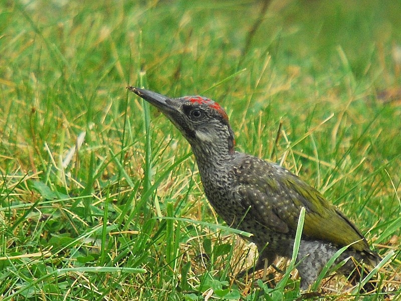 Yeşil ağaçkakan