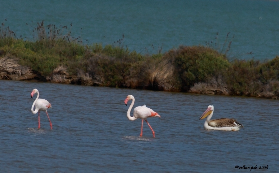 Flamingo