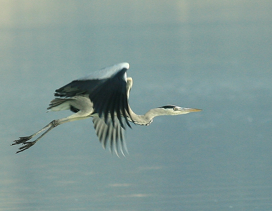 Gri balıkçıl