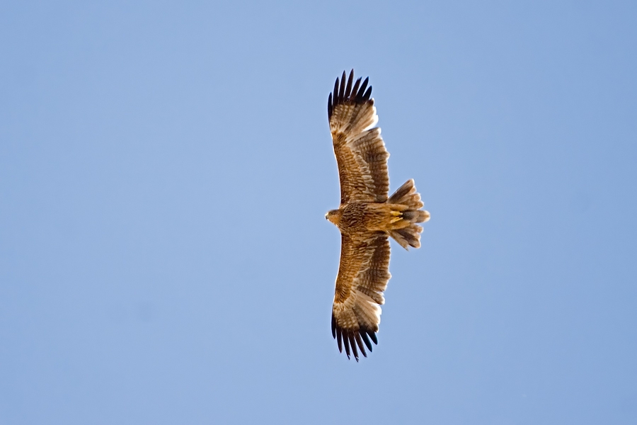 Şah kartal