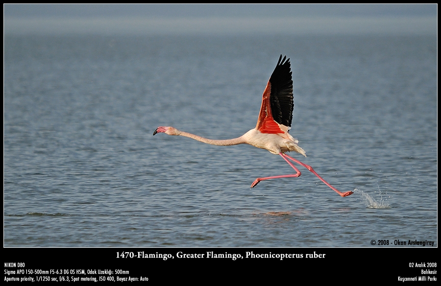 Flamingo