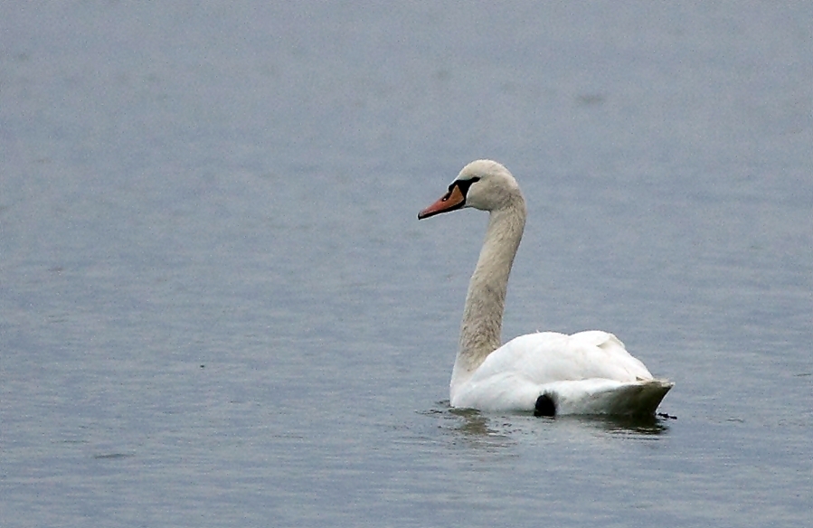 Kuğu