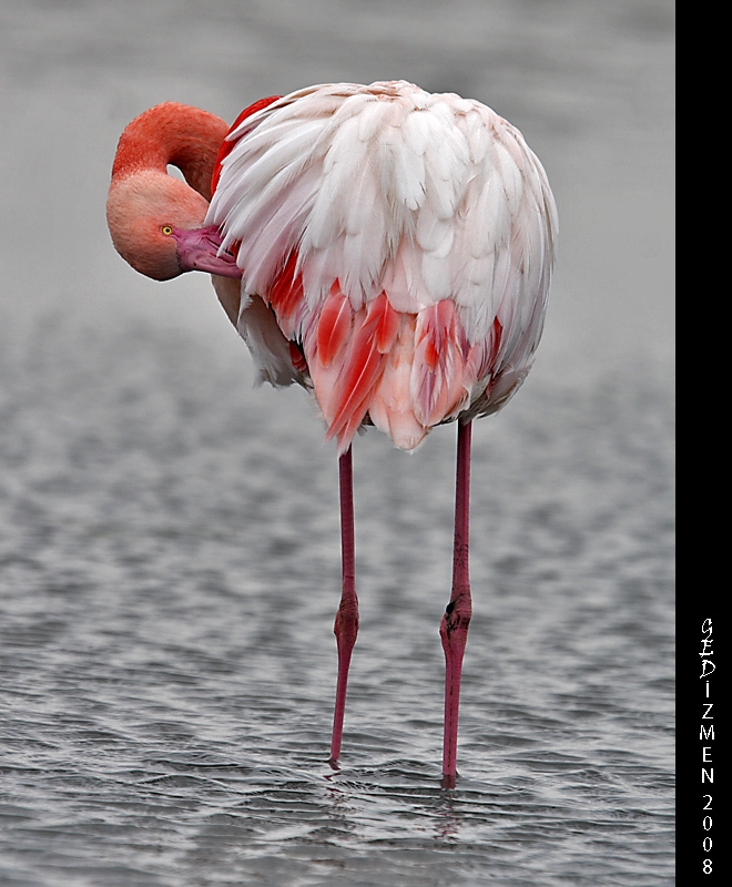 Flamingo