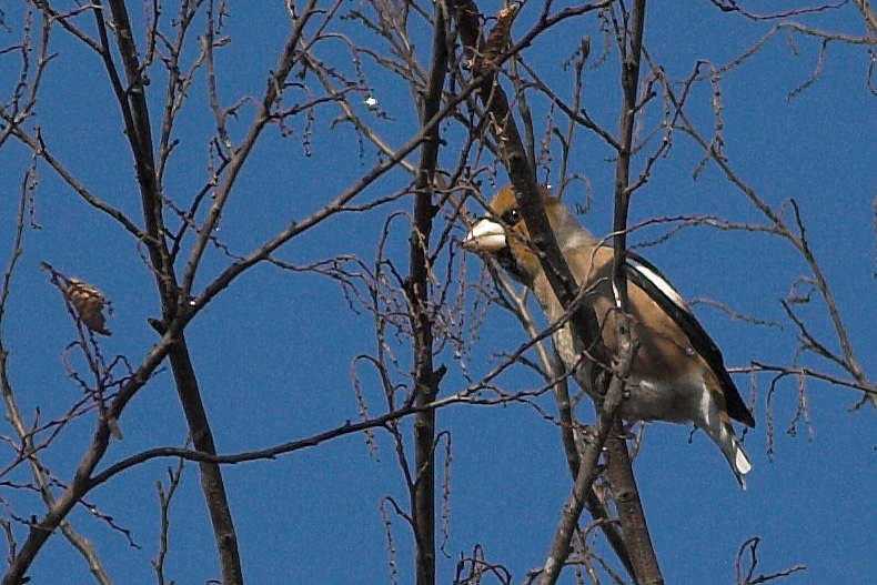 Kocabaş