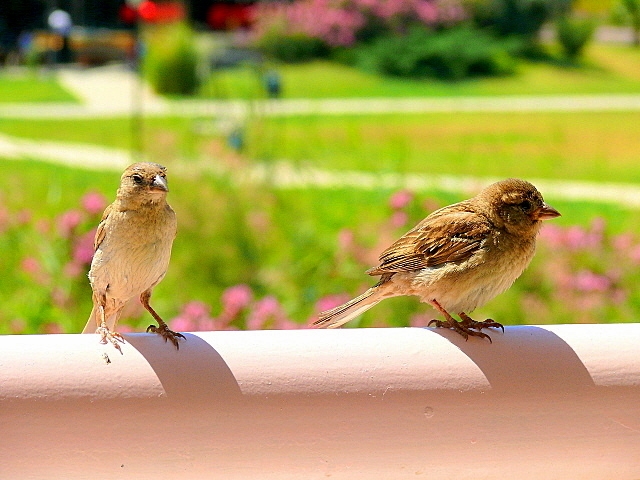 Serçe